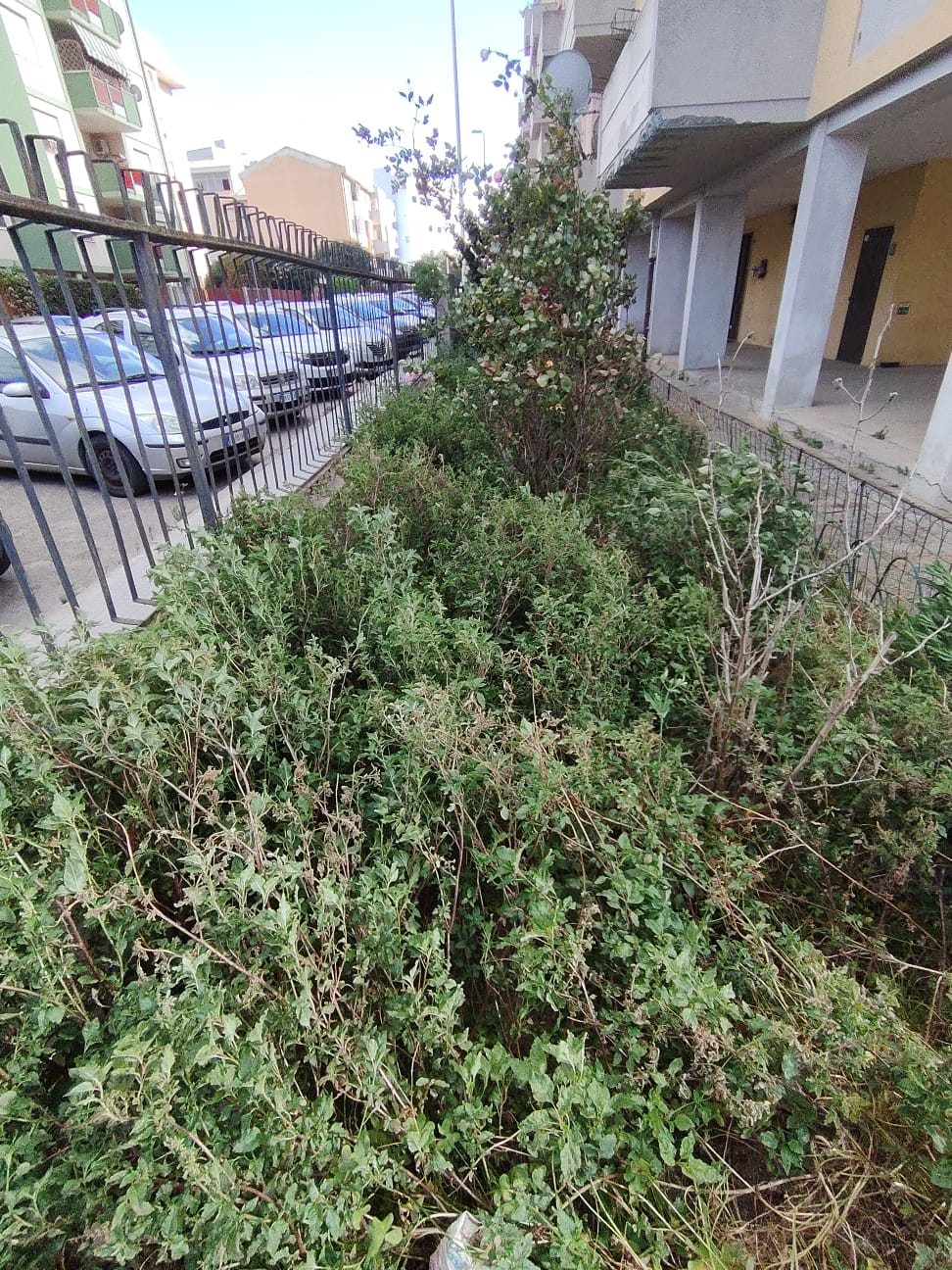 Giardino prima